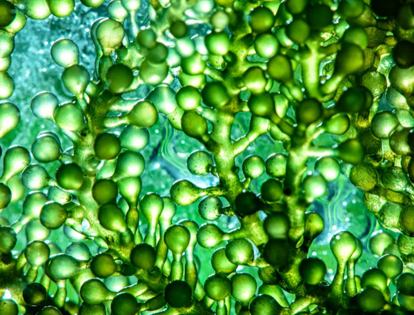 Natures best kept secret: How Microalgae Can Supercharge Your Skin's Renewal Process and Boost Collagen Synthesis