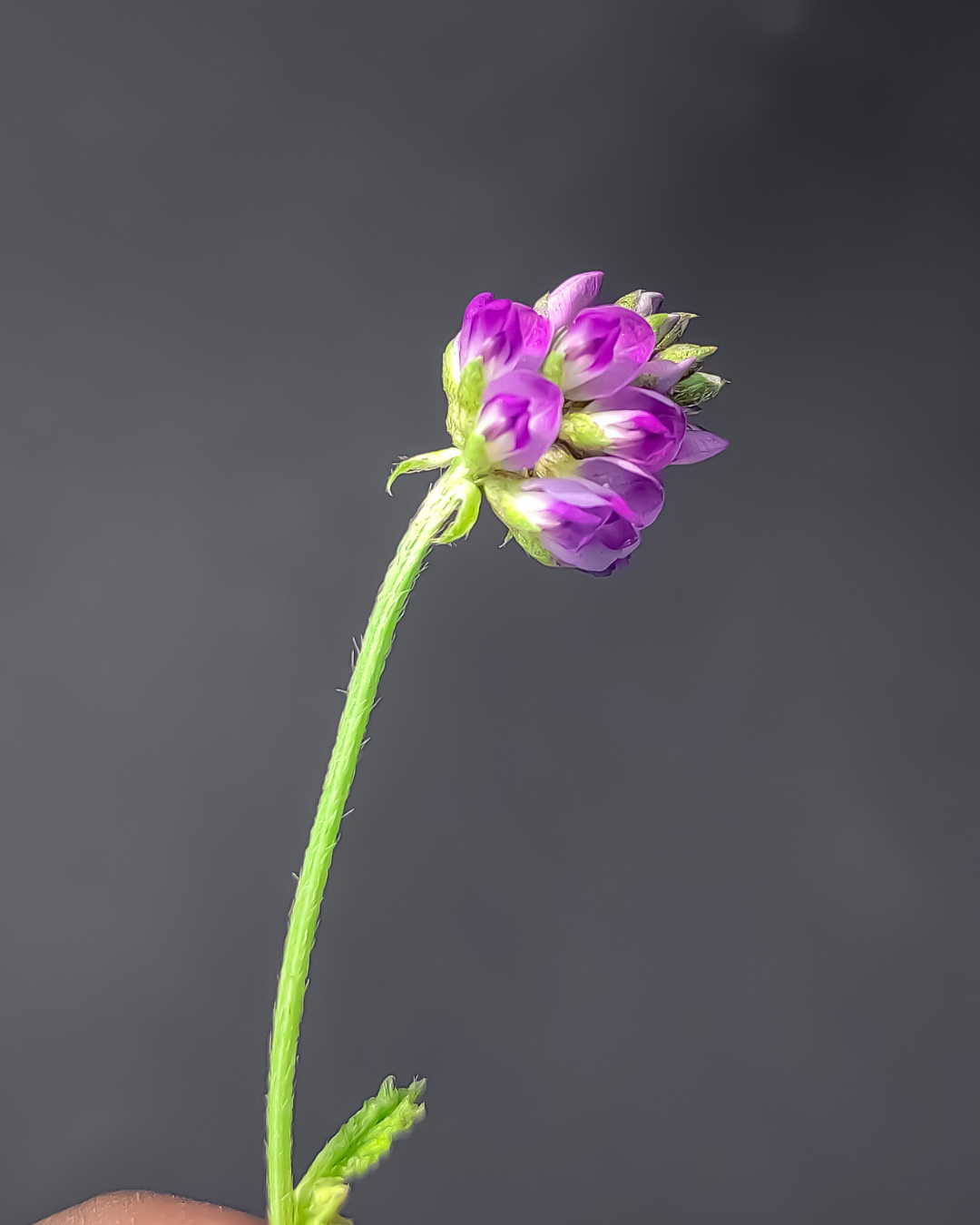 Bakuchiol.png__PID:b4329be3-cb97-4ec4-b343-97989b2c51c6