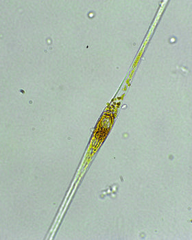 Cylindrotheca Fusiformis